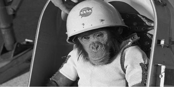 Este fue el primer chimpancé que viajó al espacio