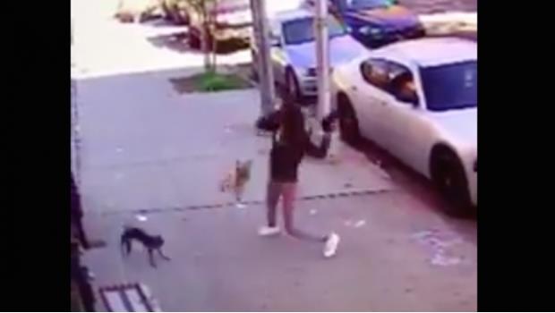 VIDEO: Volando, así defendió esta mujer a su perro