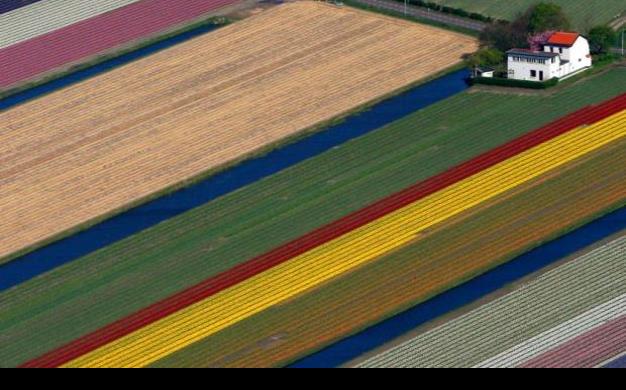 Nada más bonito en primavera que los campos de tulipanes en Holanda