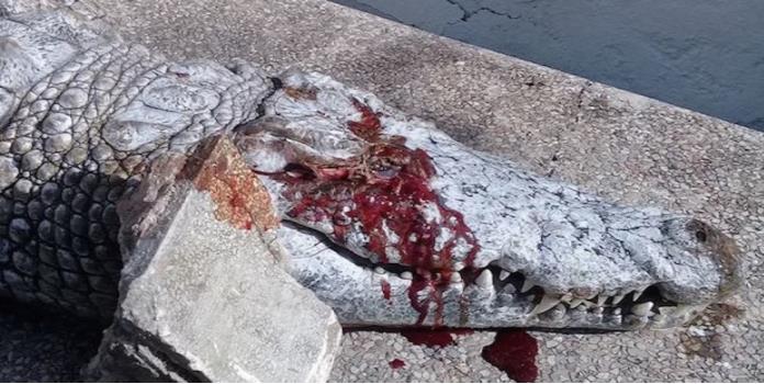 Visitantes de zoológico matan a cocodrilo a pedradas
