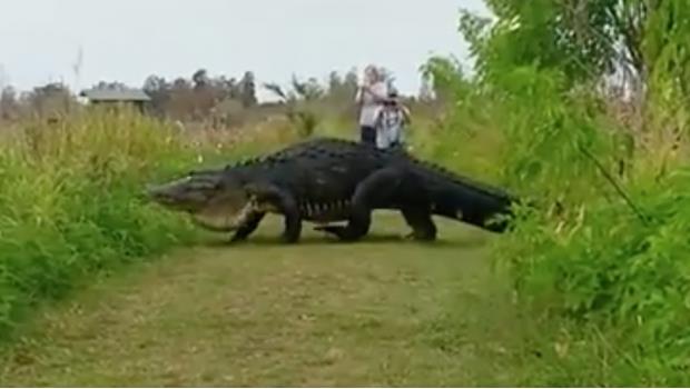 Parece prehistórico: Captan a cocodrilo de 4,5 metros de largo