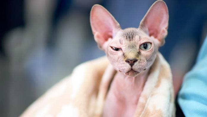 Estafadores canadienses venden gatos depilados como si fueran Esfinge por 700 euros