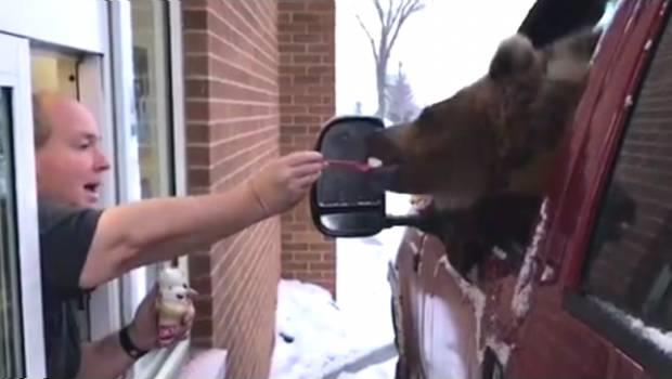Investigan a zoológico que permitió que un oso comiera helado en su cumpleaños