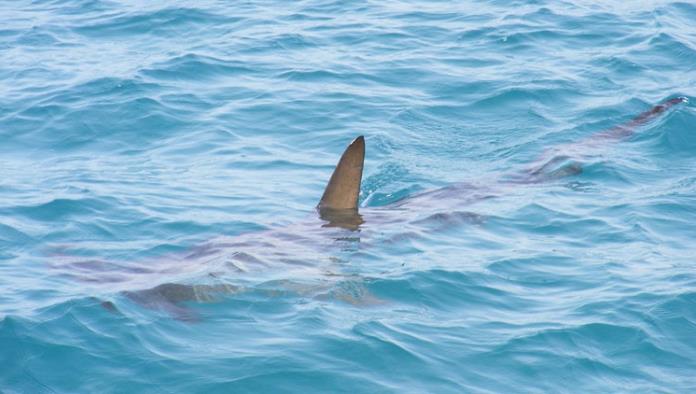FOTOS: Desde hace 6 años un tiburón aparece en inundaciones provocadas por huracanes