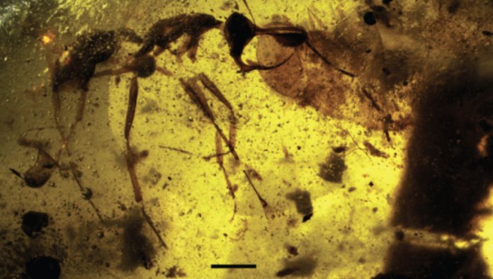 Una hormiga del infierno encontrada en Birmania desconcierta a los científicos