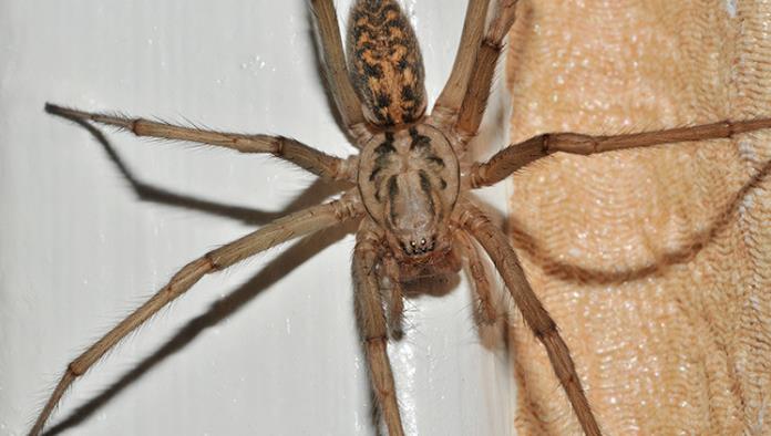 Reino Unido se prepara para una invasión de arañas gigantes