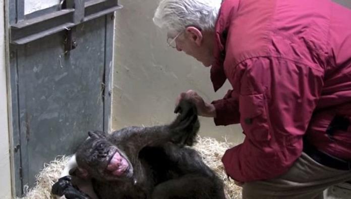 Un amor que resucita: Una chimpancé al borde de la muerte reconoce a su cuidador