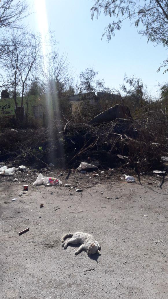 Viven entre basura  vecinos de la Otilio