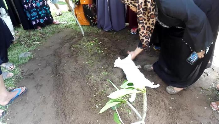 Un gato se niega a abandonar una tumba e incluso intenta cavarla