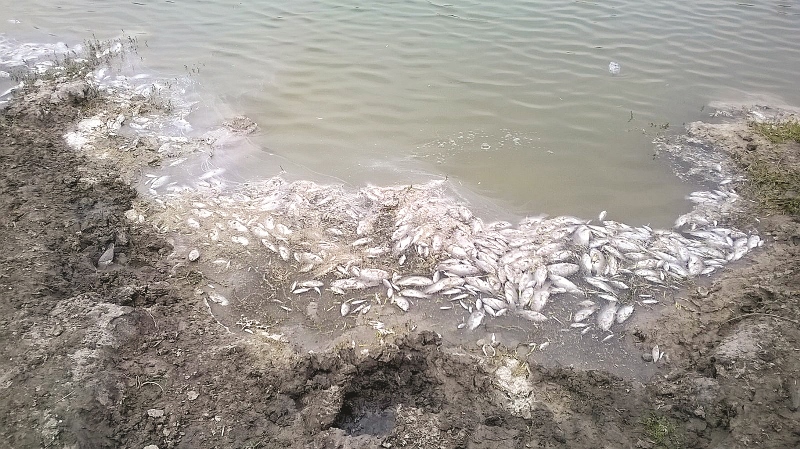 Mueren miles de peces en estanque