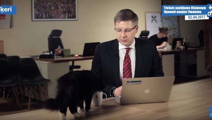 Video: Este gato sediento interrumpió la transmisión en vivo de un alcalde