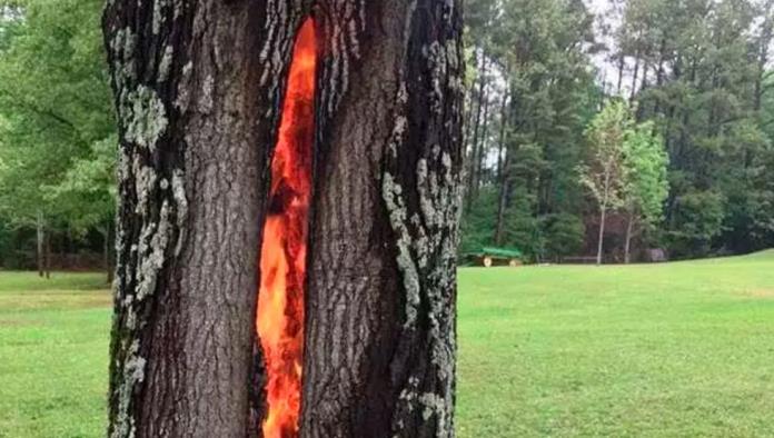 La entrada al infierno, árbol que se incendia por dentro causa asombro