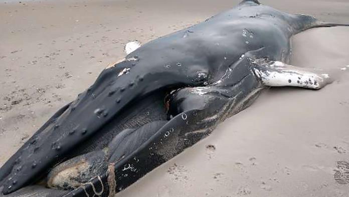 Hallan cadáver de una ballena en costa