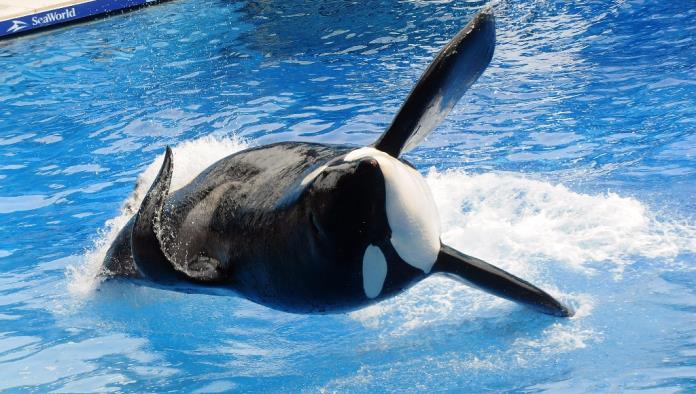 Murió la orca Tilikum, que inspiró el documental ‘Blackfish’