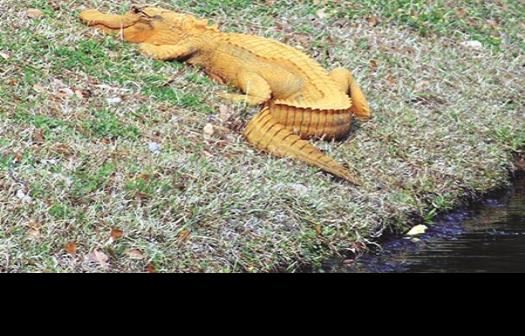 intriga caimán naranja en Carolina del Sur