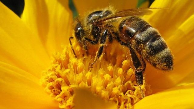 Pocos aprovechan la miel de abeja