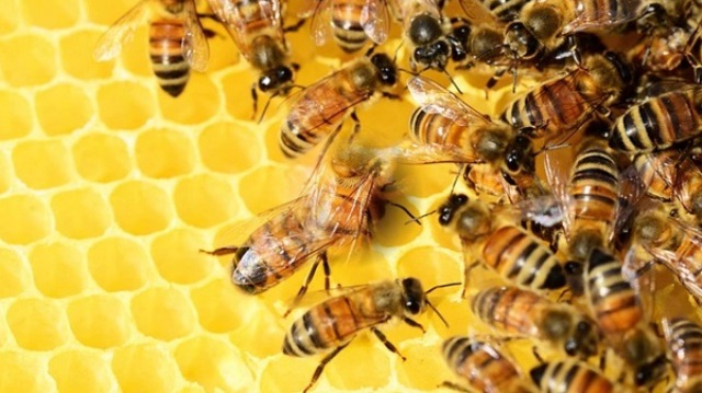 Pocos aprovechan la miel de abeja