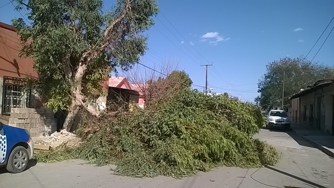 Derriban árboles los fuertes vientos