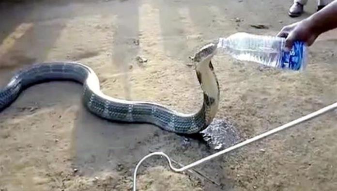 Cobra sedienta bebe de botella