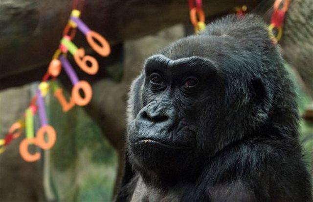 Fallece Colo, la gorila más longeva de Estados Unidos