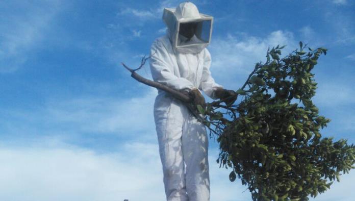Apuesta Protección Civil  por el cuidado de abejas
