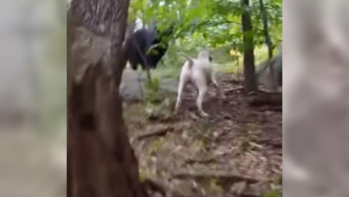 Este perro echa a cualquiera de su territorio… ¡hasta a un oso!
