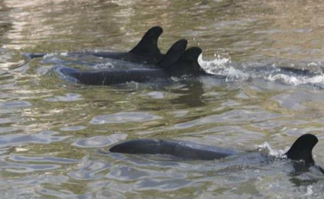 Aparecen muertas 81 orcas negras