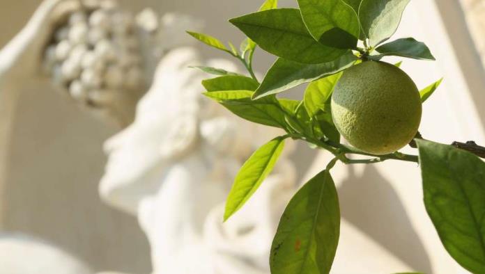 Sorprendente vínculo entre los limones y la Mafia en Sicilia