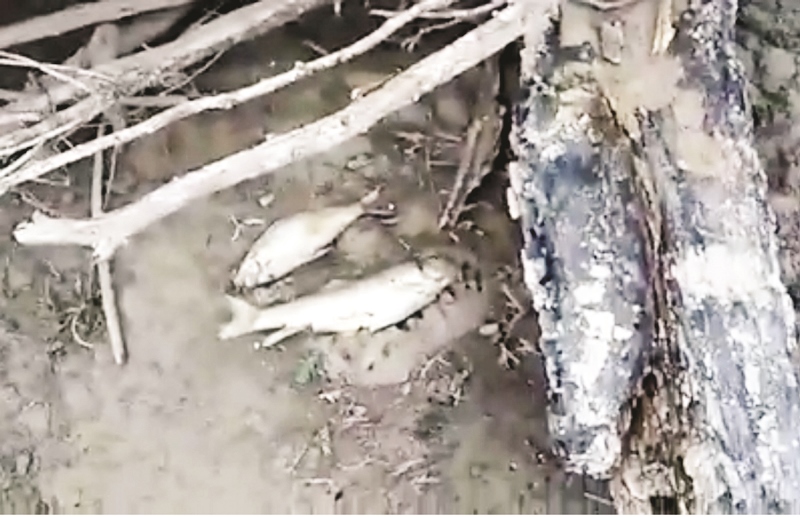 Ecocidio en río Sabinas
