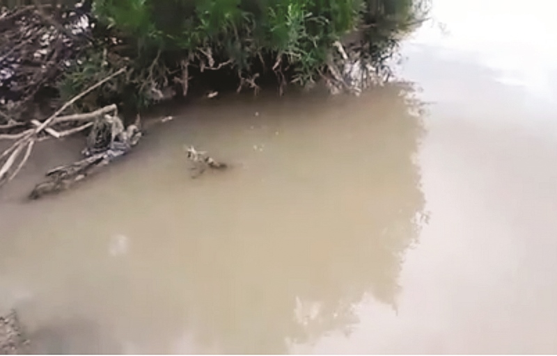 Ecocidio en río Sabinas