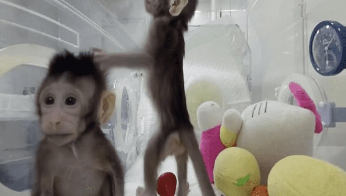 Clonación de macacos abre posibilidad de aplicar en humanos