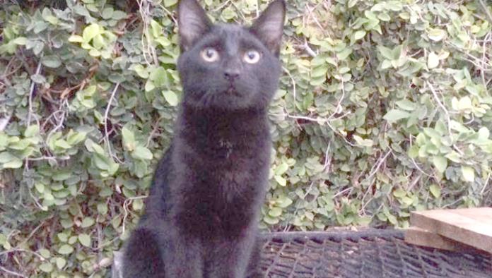 Aumenta en octubre la muerte de gatos negros