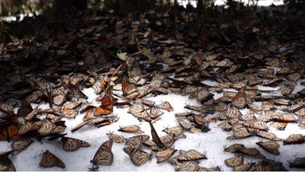 Disminuye población de mariposa monarca en Michoacán