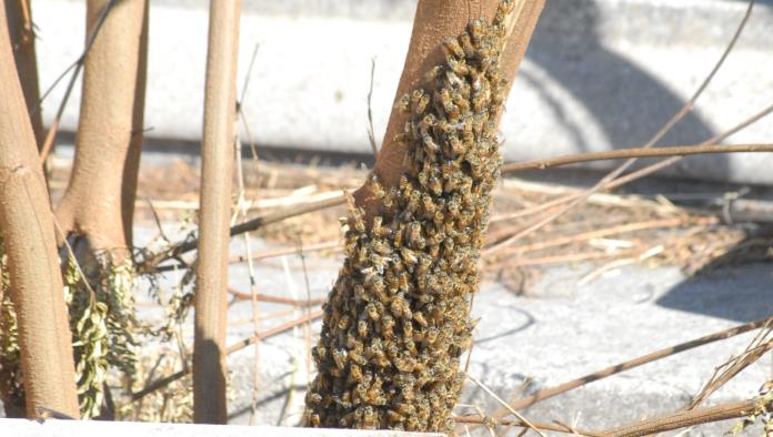 Cuidado con las abejas del panteón Municipal
