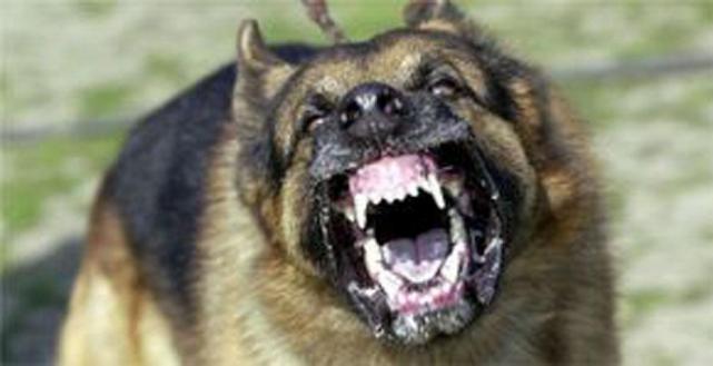 Ataca perro a niño en Saltillo; control canino lo sacrificará