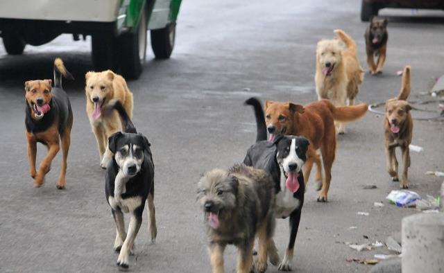 Alarmante número de perros callejeros