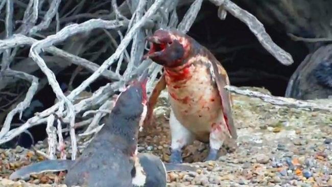 La desgarradora pelea entre dos pingüinos por amor