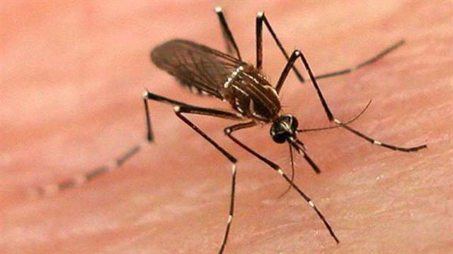 Crece 12 veces casos de dengue en Coahuila
