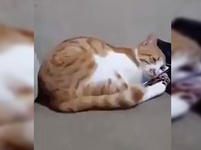Cautiva gatito que ve a su dueña fallecida en un celular
