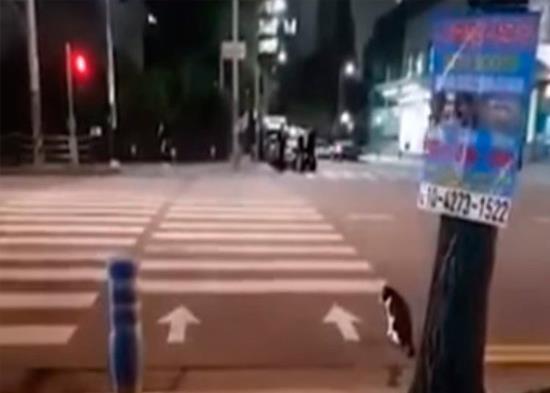 Un gato muy cívico espera a que el semáforo esté en verde para cruzar