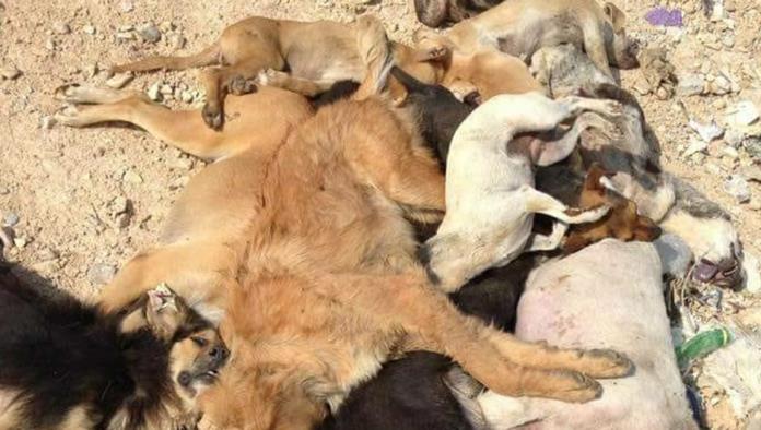 Genera indignación sacrificio de 55 perros