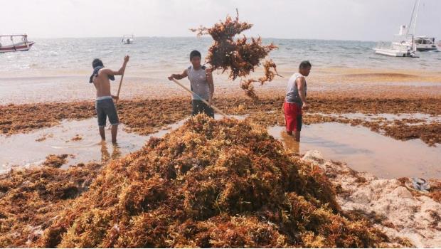 Marina ayudará a limpiar sargazo en playas del Caribe: AMLO