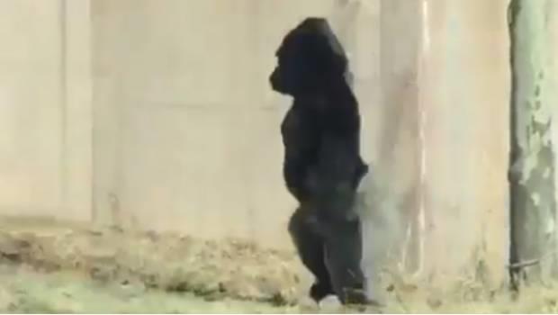 Gorila sorprende caminando erguido como los humanos (VIDEO)