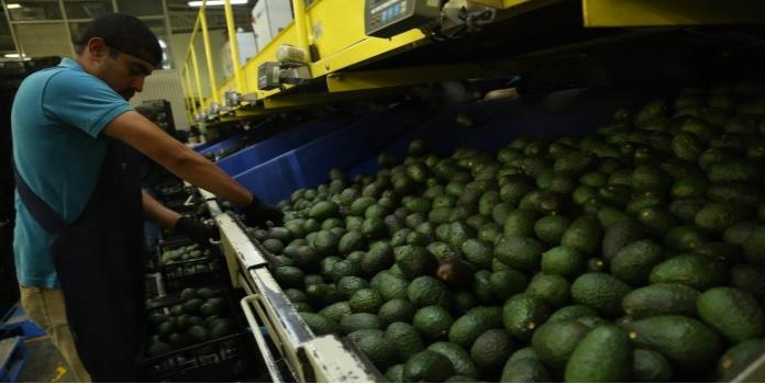 Vinculan escasez de gasolina con desabasto de guacamole durante el Super Bowl
