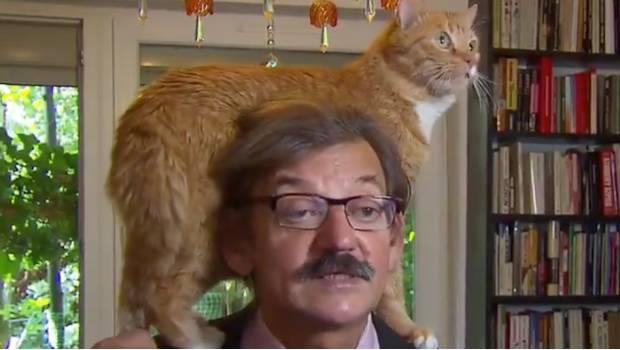 Aparatosa entrada de un gato le roba protagonismo a su dueño durante entrevista (VIDEO)