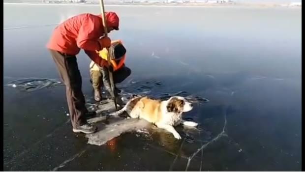 Héroes rescatan a perrito atrapado en un lago congelado