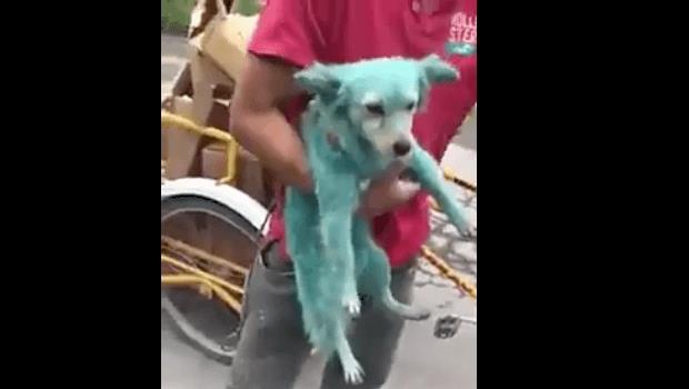 Maltrato animal: Pintan a perros de verde porque “es la moda”