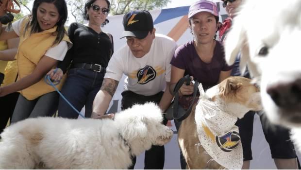 Propone Juan Zepeda hasta 5 años de prisión por maltrato animal