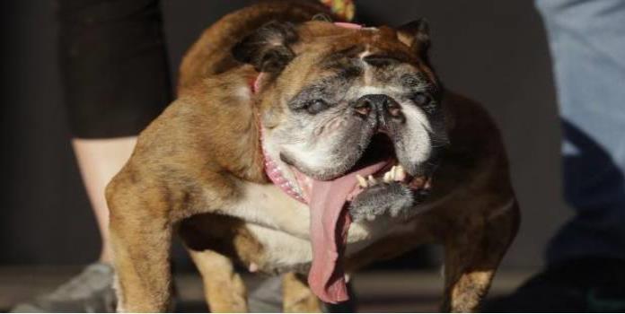 No pudo soportar la fama: muere el perro más feo del mundo