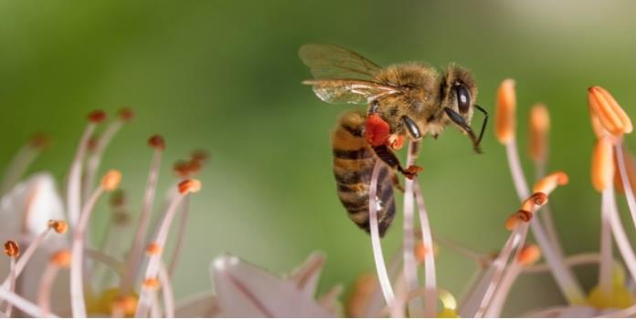 Las abejas son capaces de sumar y restar y tú no puedes con el Baldor
